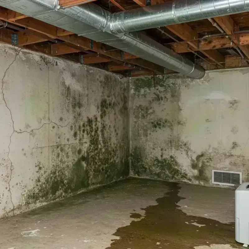 Professional Mold Removal in Charenton, LA